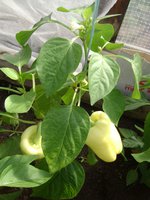 DSC05766.JPG