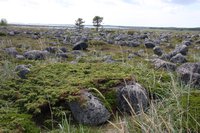 IMG_1241.JPG