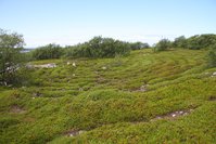 IMG_1445.JPG