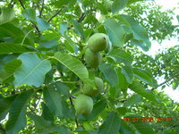 DSCN1235.JPG