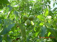 DSCN1237.JPG