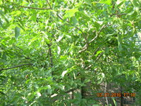 DSCN1238.JPG