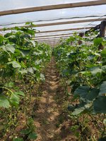 20160703_131703_801x1068.jpg