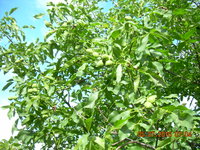 DSCN1246.JPG