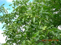 DSCN1248.JPG