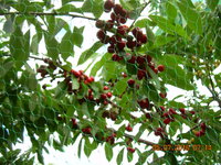 DSCN1253.JPG