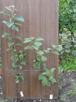 DSC05074-02.jpg