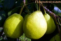 фото ЮУНИИСПОК