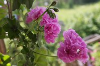 IMG_1887.JPG