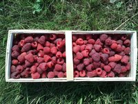 Внешне ягода красивая, И вкус у Хэритейдж тоже хороший, сладкая и ароматная ягода. Эти характеристики за частую отсутствуют у новомодных современных высокоурожайных сортов.
