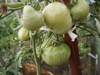 Розовый (Бел.форум).JPG