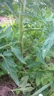 WP_20160710_010.jpg