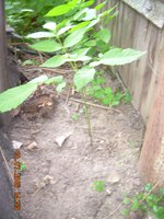 DSCN1261.JPG