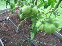 IMG_6782.jpg