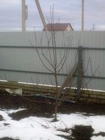 Синап сев. 2015.jpg