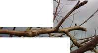IMG_20160402_150222.jpg