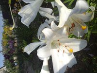 20160714_073251.jpg