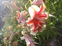 20160714_073158.jpg