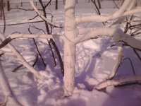IMG0184A.jpg