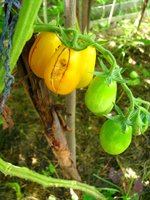 IMG_0867-1.jpg