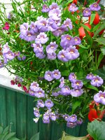 IMG_0884-1.jpg