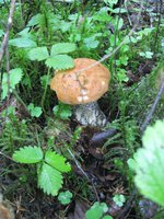 IMG_0832-1.jpg