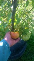 WP_20160717_002.jpg