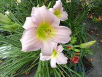 20160719_100629.jpg
