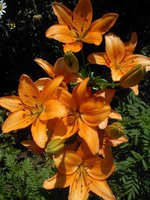 2016-07-02 12-42-28.JPG