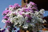 IMG_1839.JPG