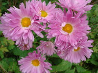 DSC00504.JPG