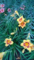 WP_20160720_007.jpg
