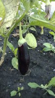 WP_20160720_043.jpg