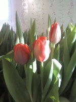 SP_A0277.jpg