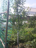 IMG_20160721_155109.jpg
