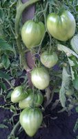 WP_20160721_003.jpg