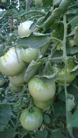 WP_20160721_008.jpg