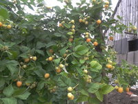 2012-06-20 16.37.31.jpg
