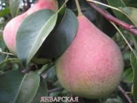 Январская  2011 г.png