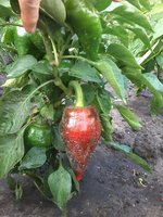 Леся ( спасибо девочкам с прихоза)))