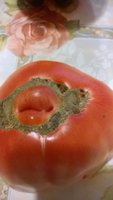 WP_20160725_003.jpg