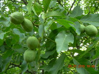 DSCN1288.JPG