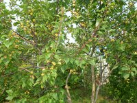 P1760600.JPG
