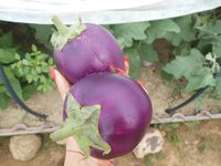 DSCN6582[1].jpg