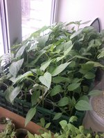 20160402_101629.jpg