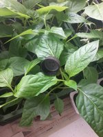 20160402_101729.jpg