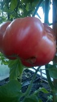 WP_20160729_002.jpg