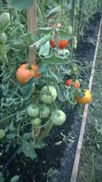 WP_20160729_011.jpg