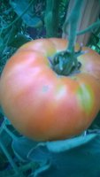 WP_20160729_008.jpg