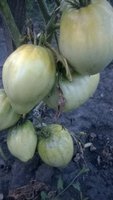 WP_20160729_016.jpg
